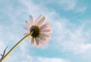 樱花影院官网在线观看使用体验复盘：普通用户视角下的优缺点盘点（对比后）